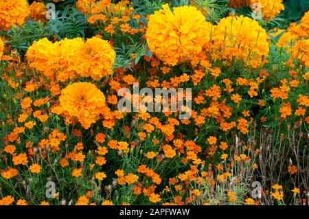 Signet Marigold (Tagetes tenuifolia) 'Luna Orange' and Mexican Marigold (Tagetes erecta) 'Sumo Orange' in bloom Stock Photo
