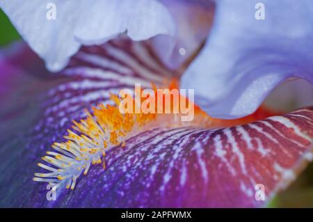 Garden iris or German iris (Iris germanica) 'Tracy Tyrene', flower Stock Photo