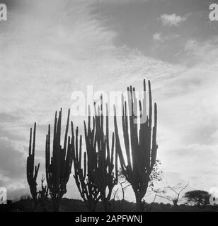 Journey to Suriname and the Netherlands Antilles Description: Cacti on Curaçao Date: 1947 Location: Curaçao Keywords: cacti Stock Photo