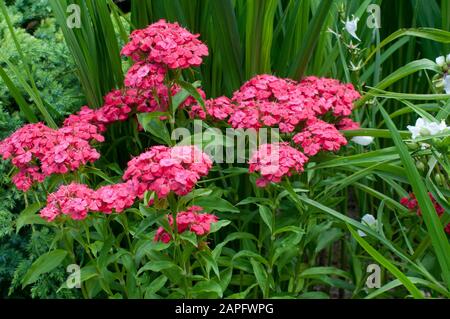 Sweet William (Dianthus barbatus) in bloom Stock Photo