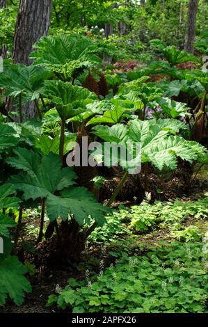 Giant rhubarb (Gunnera manicata) Stock Photo