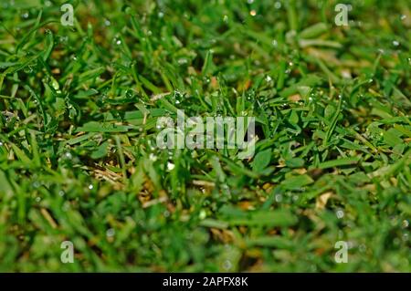 Dew on mowed grass Stock Photo