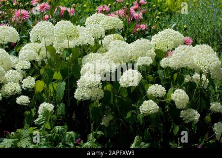 Smooth hydrangea (Hydrangea arborescens) 'Annabelle' in bloom Stock Photo