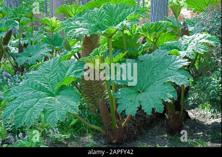 Giant rhubarb (Gunnera manicata) inflorescence Stock Photo