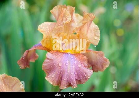 German Iris (Iris germanica) flower Stock Photo