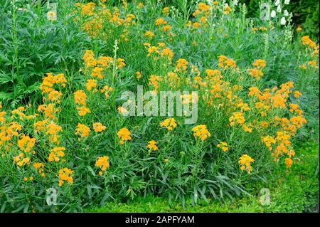 Erysimum allionii Siberian wallflower – orange flowers on tall stems ...