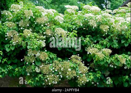 Climbing Hydrangea (Hydrangea petiolaris) in bloom in spring Stock Photo