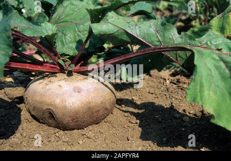'Egyptian' beetroot (Beta vulgaris) in summer Stock Photo