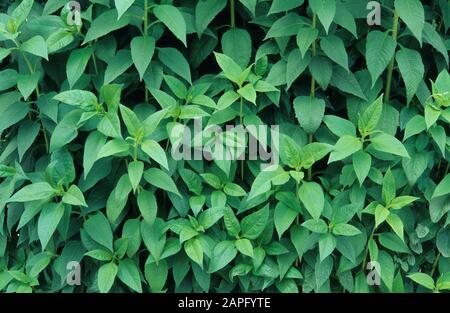 Jerusalem artichoke (Helianthus tuberosus) foliage in summer Stock Photo