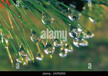 Water drops on Pine needles (Pinus sp) Stock Photo