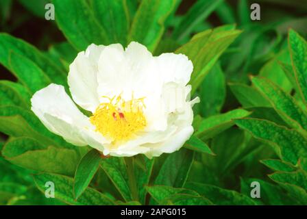 White peony, Paeonia lactiflora (Paeonia albiflora). Chromolithograph ...