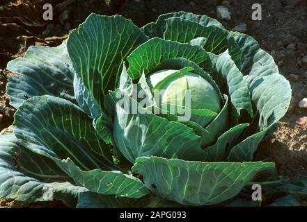 Edible Cabbage F1 (Brassica oleracea) 'Tête de Pierre'. Vegetable Stock Photo