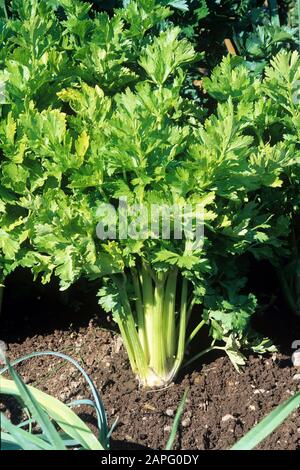 Golden celery (Apium graveolens dulce) 'Daybreak' Stock Photo