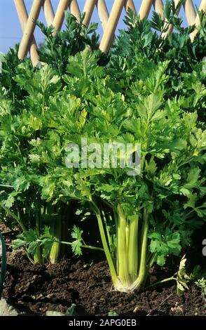 Golden celery (Apium graveolens dulce) 'Daybreak' Stock Photo
