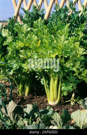 Wild celery (Apium graveolens dulce) 'Plein blanc dore' Stock Photo