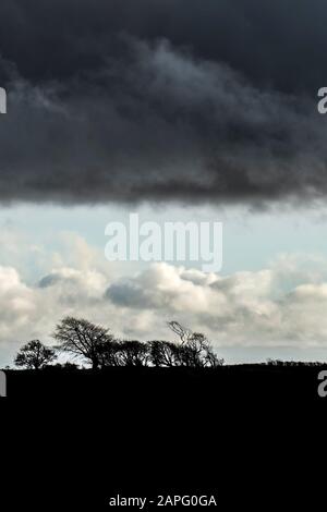 Windswept trees silhouetted against the skyline on Bodmin Moor in Cornwall. Stock Photo