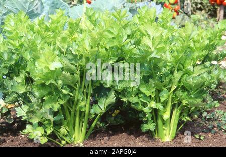 Celery 'Lino' (Apium graveolens var dulce), Breeder Clause Stock Photo