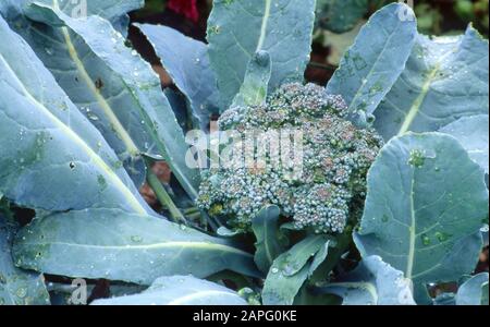 Broccoli cabbage 'Favorite F1' (Brassica oleracea var., Italica), Synonym: Broccoli cabbage 'Asti', Vegetable, Summer Stock Photo