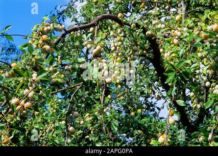 Plum 'Mirabelle de Nancy' (Prunus domestica) fruits on the tree