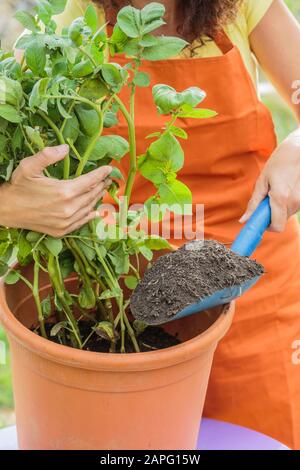 Woman raising a foot of potato grown in pot. By bringing back potting soil, the base of the stems will produce more tubers. Stock Photo