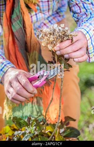Man carving a hydrangea (Hydrangea macrophylla) in late winter Stock Photo