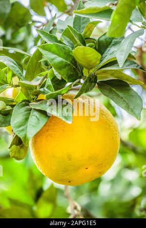 'Moro' blood orange fruit Stock Photo