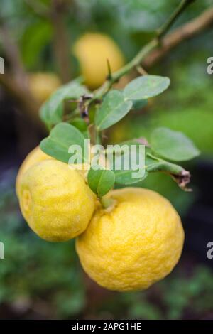 Papeda Ichang (Citrus ichangensis). It is the mother of the yuzu, who comes from it. Rustic citrus. Stock Photo