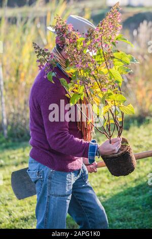 Man going to plant a panicle Hydrangea (Hydrangea paniculata) in autumn Stock Photo