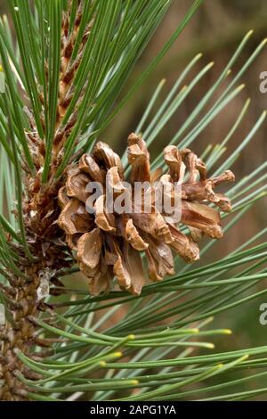 Bosnian pine (Pinus heldreichii) cone Stock Photo