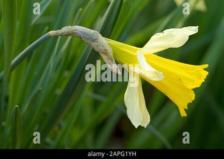 Wild daffodil (Narcissus pseudonarcissus) Stock Photo