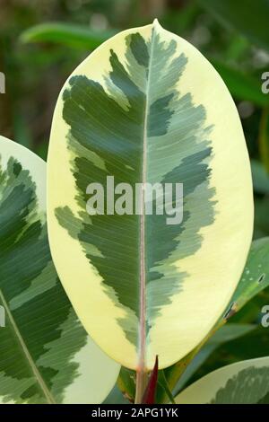Variegated rubber tree (Ficus elastica 'Variegata') Stock Photo