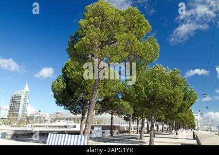 Stone pine (Pinus pinea), Park of Nations, Lisbon, Portugal Stock Photo