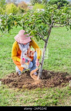 Woman bringing sulfur powder at the foot of an apple tree to acidify the soil and correct the pH, in very calcareous soil. Stock Photo