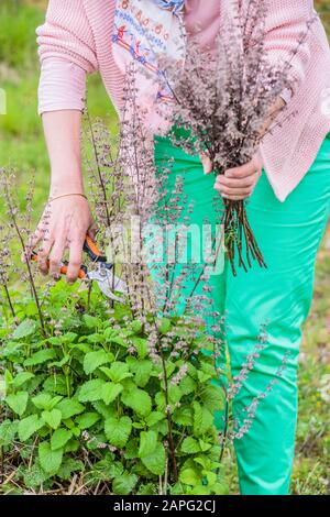 Cleaning the remains of flower stems on a peduncle of lemon balm. Stock Photo