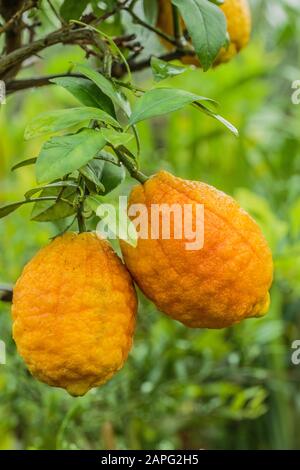 Lemon fruit 'Rosso', a large hybrid lemon with lemon and citron (limonicedrat). Stock Photo