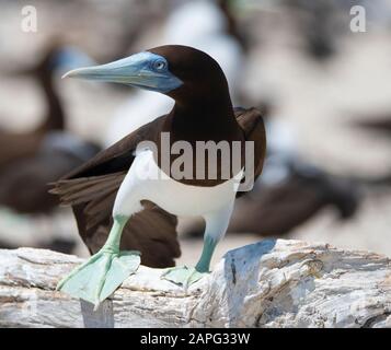 Brown Boobies of the sandy Cays north of Cairns, Queensland, australia Stock Photo