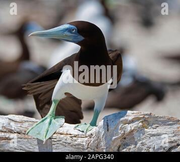 Brown Boobies of the sandy Cays north of Cairns, Queensland, australia Stock Photo