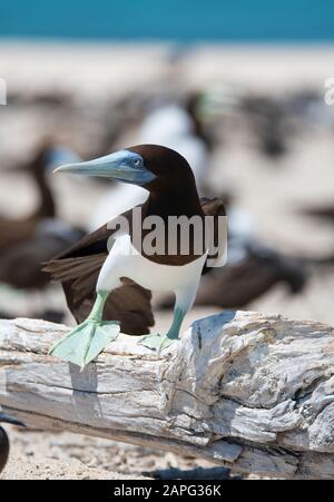 Brown Boobies of the sandy Cays north of Cairns, Queensland, australia Stock Photo