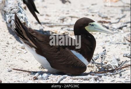 Brown Boobies of the sandy Cays north of Cairns, Queensland, australia Stock Photo