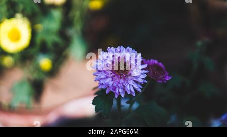 Beautiful flower of Aster Plant. Aster is a genus of perennial flowering plants in the family Asteraceae. Stock Photo