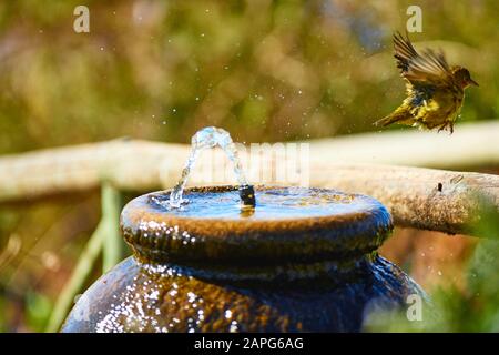 Cape Weaver Bird bathing in Water fountain Stock Photo