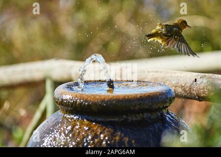 Cape Weaver Bird bathing in Water fountain Stock Photo