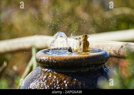 Cape Weaver Bird bathing in Water fountain Stock Photo