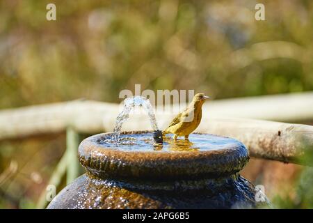 Cape Weaver Bird bathing in Water fountain Stock Photo