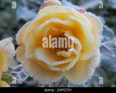 Close up of Rosa Drift rose (peach/apricot ground cover rose), covered in frost, lavender in the background