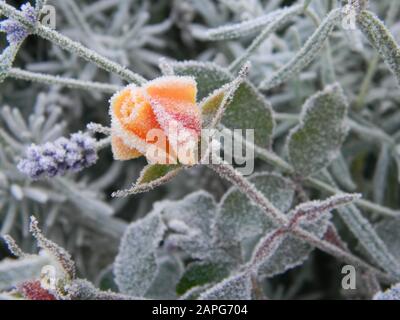 Bud of Rosa Drift rose (peach/apricot ground cover rose), covered in frost, lavender in the background