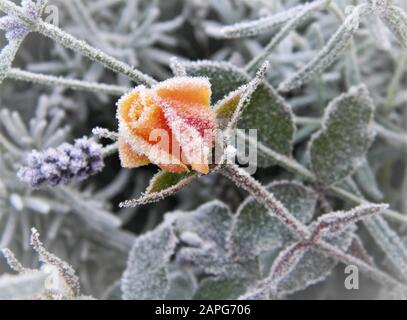 Bud of Rosa Drift rose (peach/apricot ground cover rose), covered in frost, lavender in the background Stock Photo