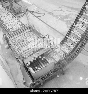 Israel 1948-1949 Description: Citrus fruit is led by conveyor to the procduction department of the citrus juice factory Assis on the road from Tel Aviv to Haifa Date: 1948 Location: Haifa, Israel, Tel Aviv Keywords: citrus fruits, factories, industry, logistics, fruit juices Stock Photo