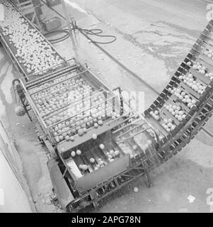 Israel 1948-1949 Description: Citrus fruit is led by conveyor to the procduction department of the citrus juice factory Assis on the road from Tel Aviv to Haifa Date: 1948 Location: Haifa, Israel, Tel Aviv Keywords: citrus fruits, factories, industry, logistics, fruit juices Stock Photo