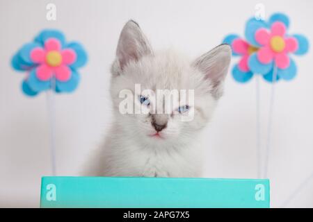 Cute cat climbs out of a gift box on a white background Stock Photo